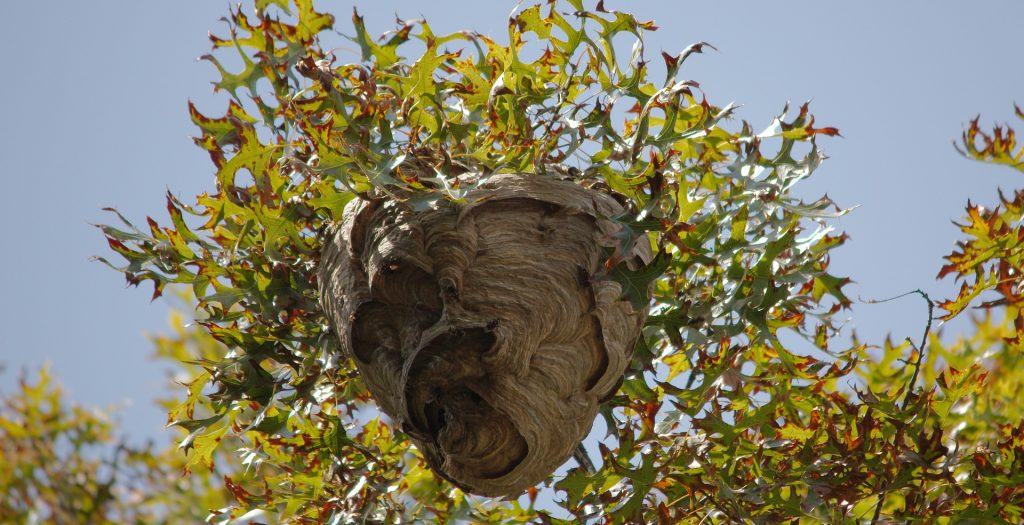 Alcade nid de guêpes frelons